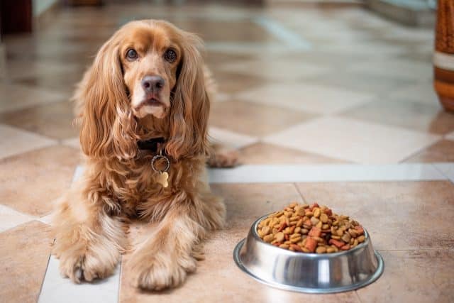 Various brands of organic dog food displayed on a wooden table.