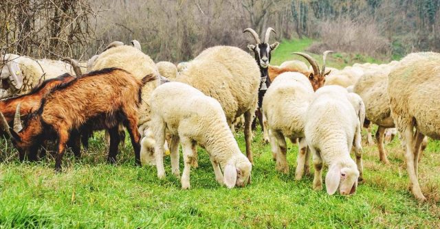 Sheep being vaccinated against Foot and Mouth Disease in India under the FMD-Free Bharat program.