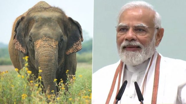 PM Modi Highlights Community Efforts on World Elephant Day